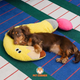 Almohada para Mascota Diseño de Pregunta Zeze- Question mark pillow