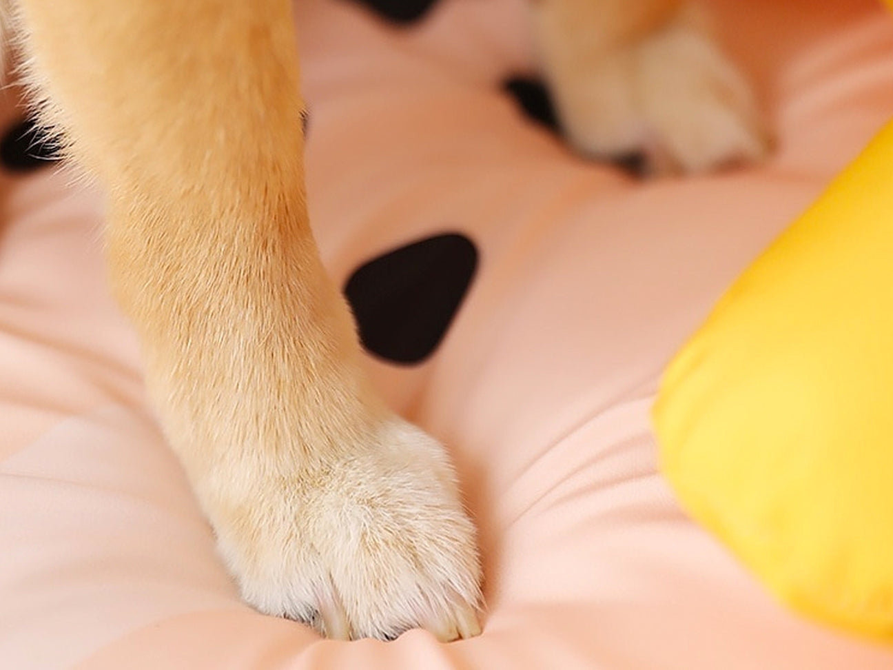 Mat de Verano - Pet Cooling Mat