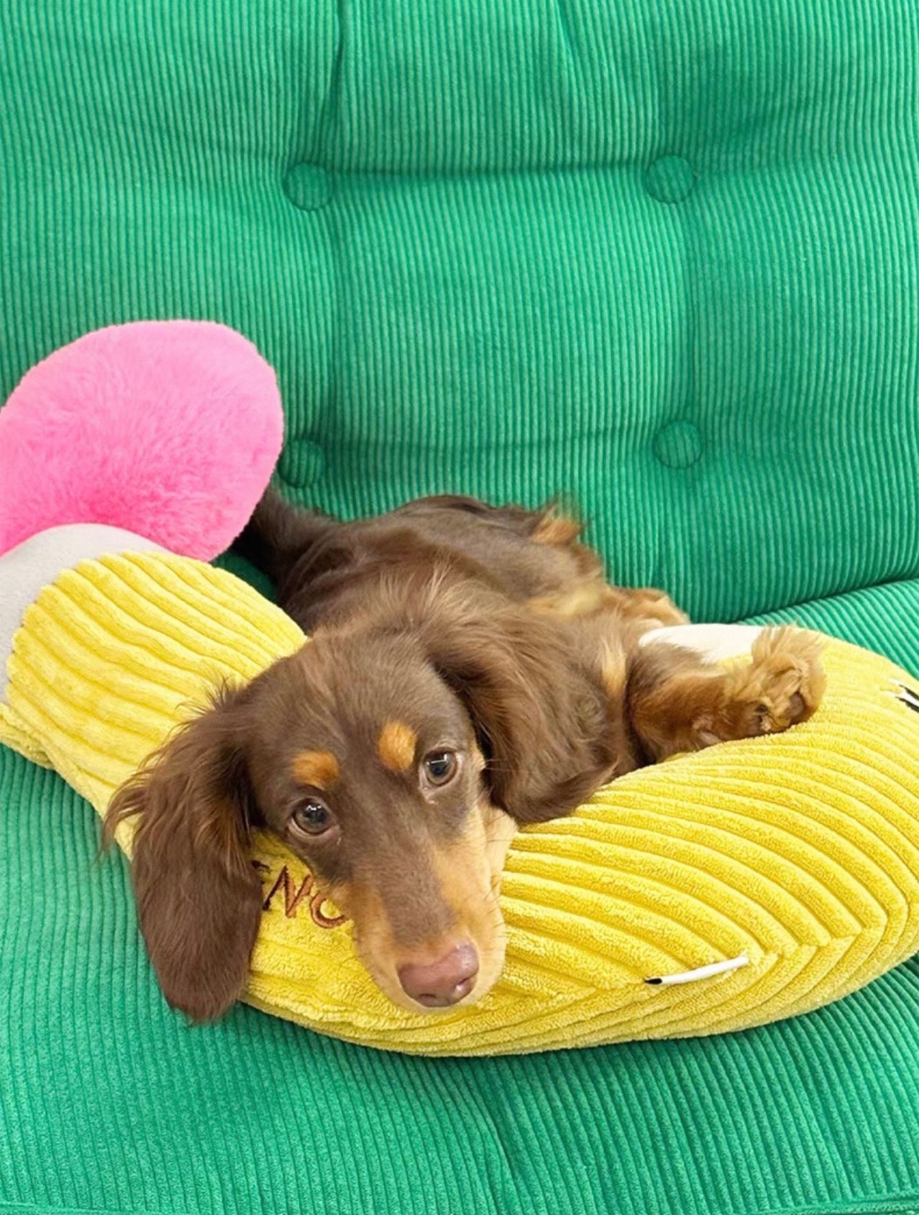 Almohada para Mascota Diseño de Pregunta Zeze- Question mark pillow