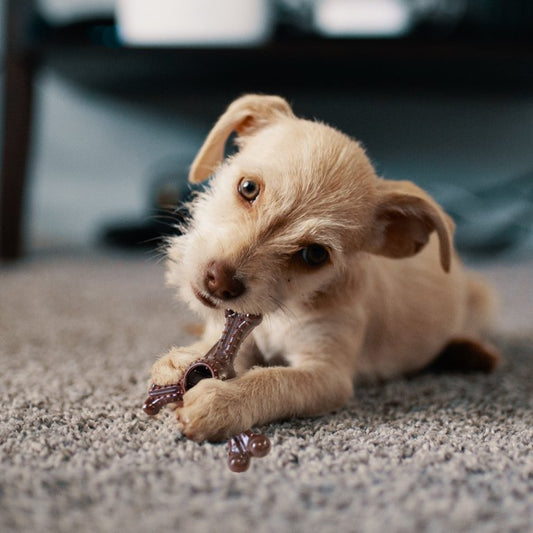Juguete Masticable para Perros- Bam Bones