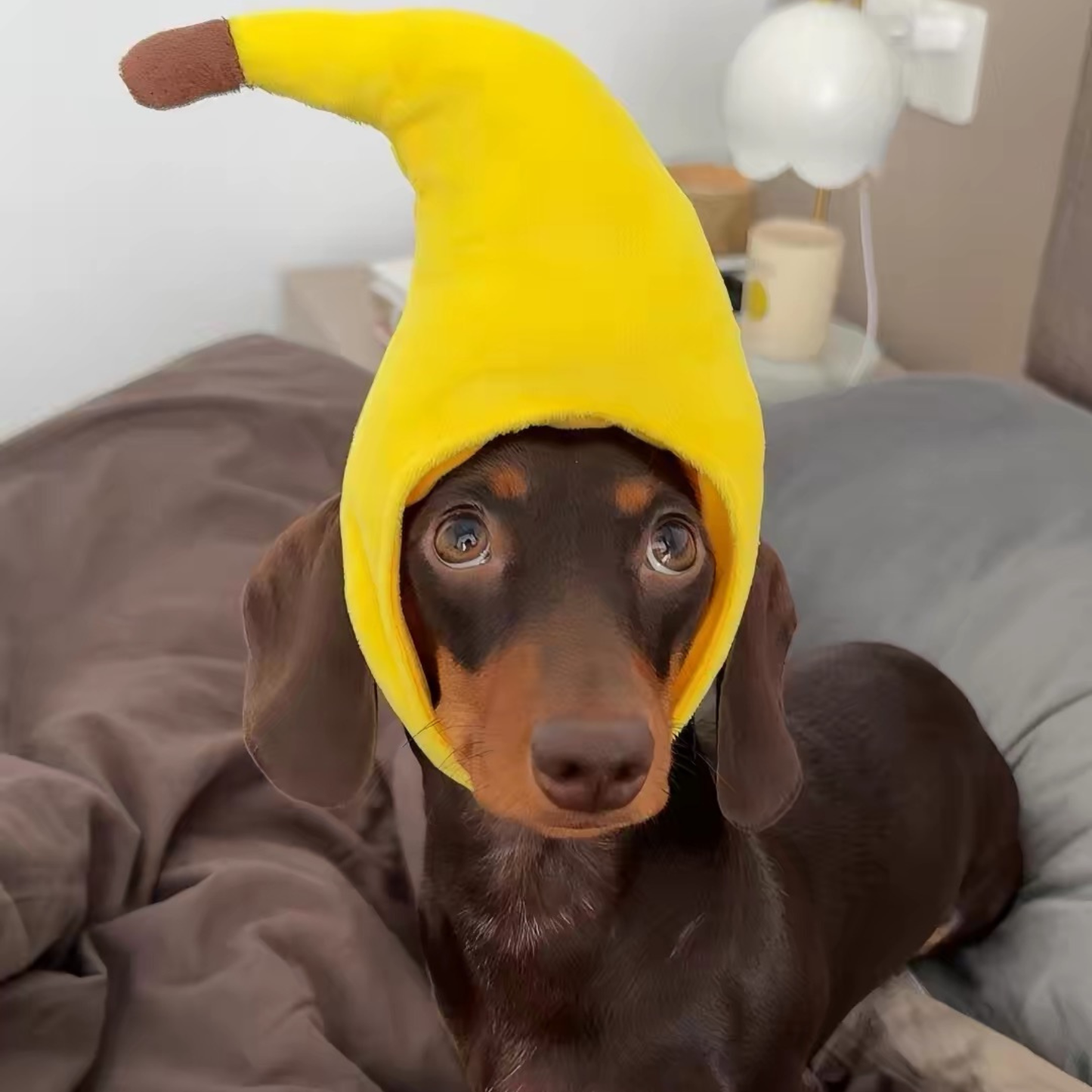Disfraz sombrero para Mascota- Pet Costume