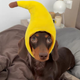 Disfraz sombrero para Mascota- Pet Costume