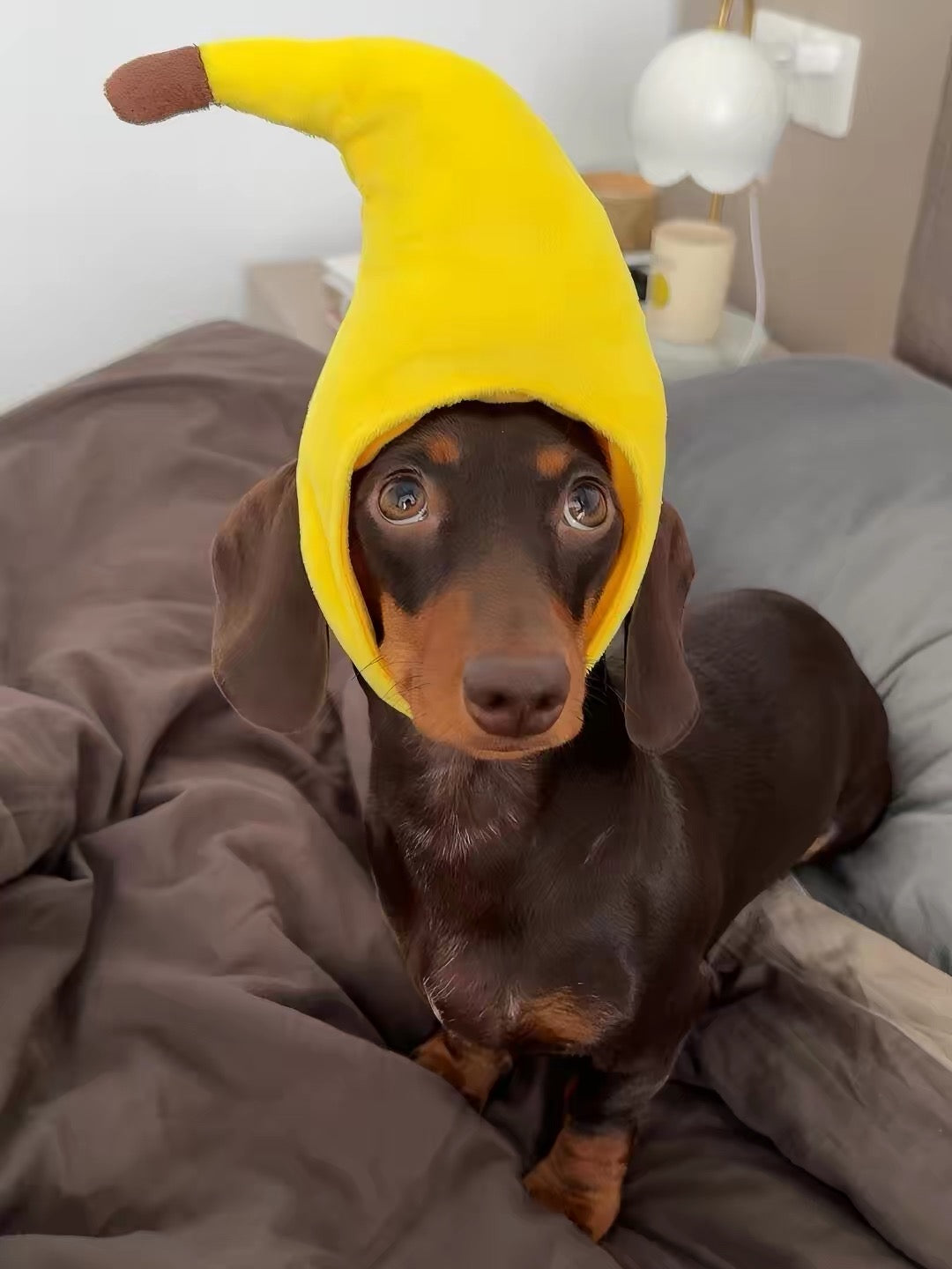 Disfraz sombrero para Mascota- Pet Costume