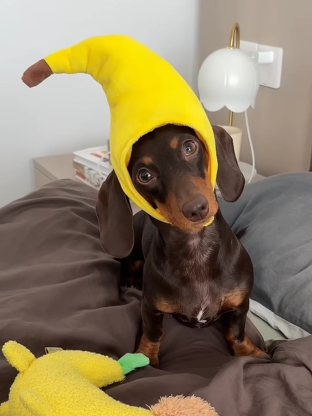 Disfraz sombrero para Mascota- Pet Costume