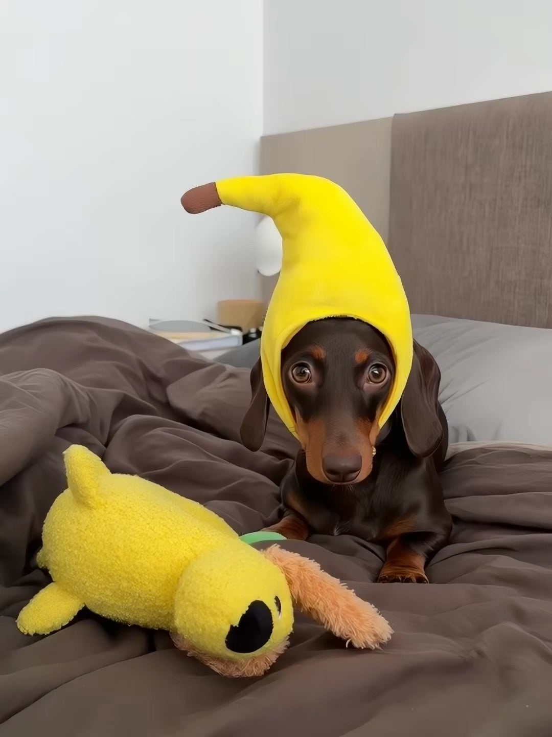 Disfraz sombrero para Mascota- Pet Costume